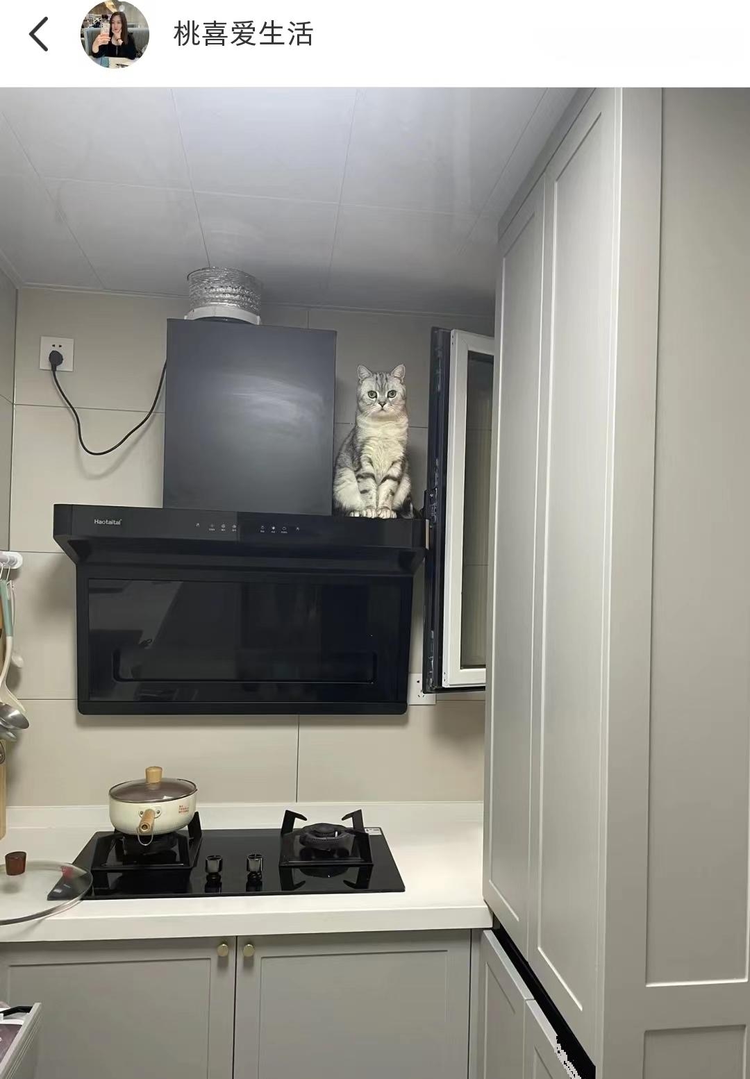 网友：这猫还能要吗？家里就没有它不去的地方，哪高去哪，自己还不会下来！13斤体格