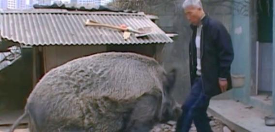 2020年，黑龙江男子救助一头野猪，野猪在他家住了半年才离开，没想到一年后，这头