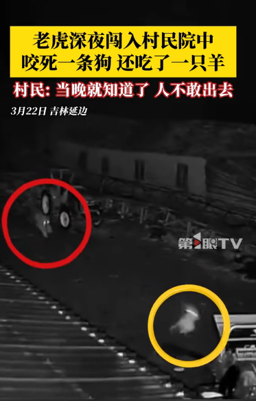 东北虎夜闯民宅"自助餐"！村民屏息目睹猛兽开席