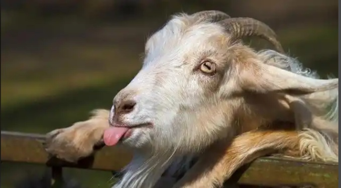 1959年，科隆群岛上的几个渔民，将一公两母3只山羊遗忘在了岛上。



谁能想