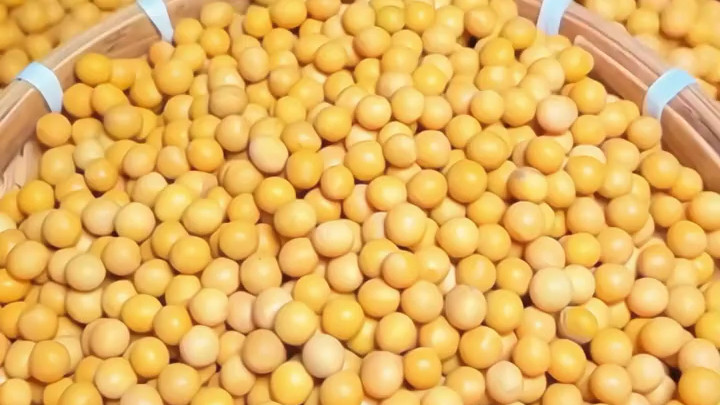 2026东北种地选玉米还是大豆？面积规划+收益测算，帮你算清明白账