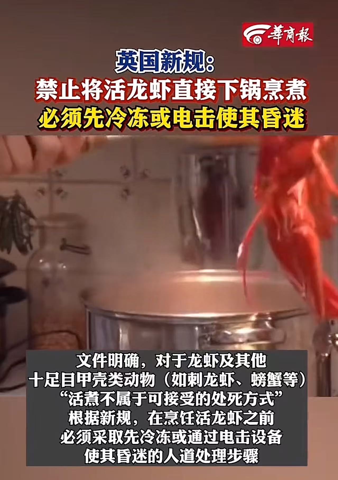 “太荒唐了！典型的活鱼摔死了卖！”英国新规：禁止将活龙虾直接下锅烹煮，必须先冷冻