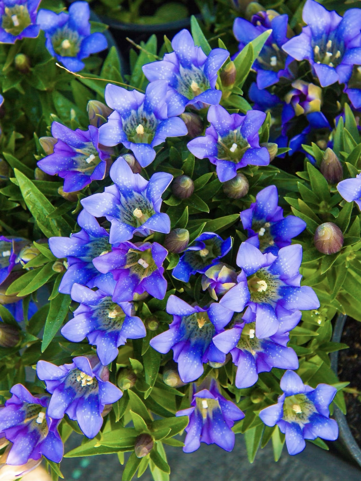 养龙胆花的 3 个小细节！土对、肥对、水对，“星星花” 开不停。