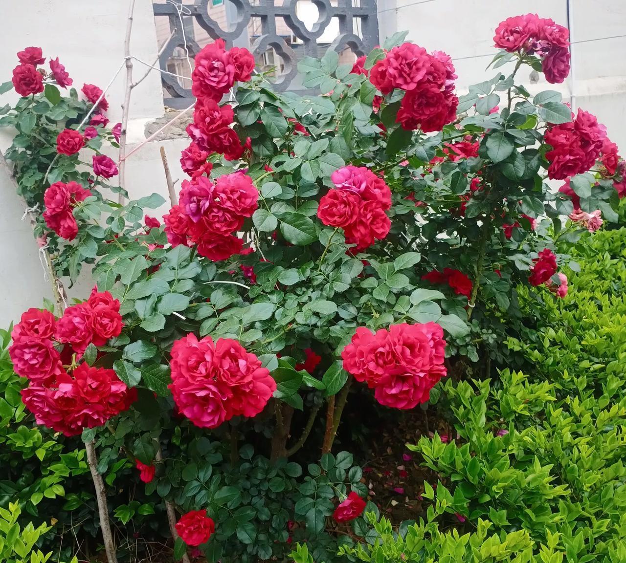 近日，一个话题，没人炒作也火爆热辣:热！西班牙报道有老人热死，印度人干脆跳进恒河