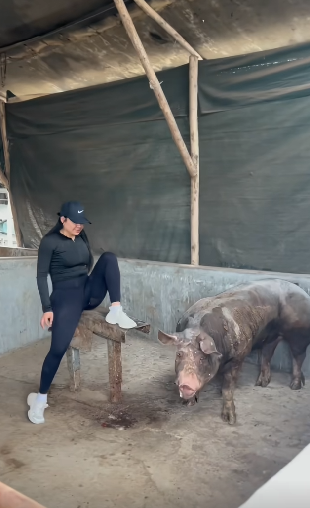 这也太危险了吧！万一猪发狂了怎么办？