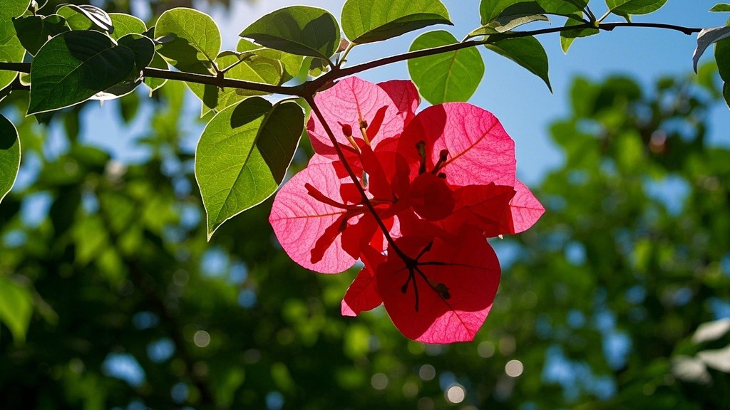 三角梅养护技巧：怎样让它花开成海