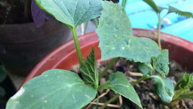 黄瓜育苗全攻略：从准备到移栽的关键技术