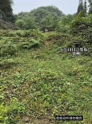 女子手里抓了一只小野猪，被一只猪妈妈追了八个山头，网友：猪贩子见过，像这种猪贩子