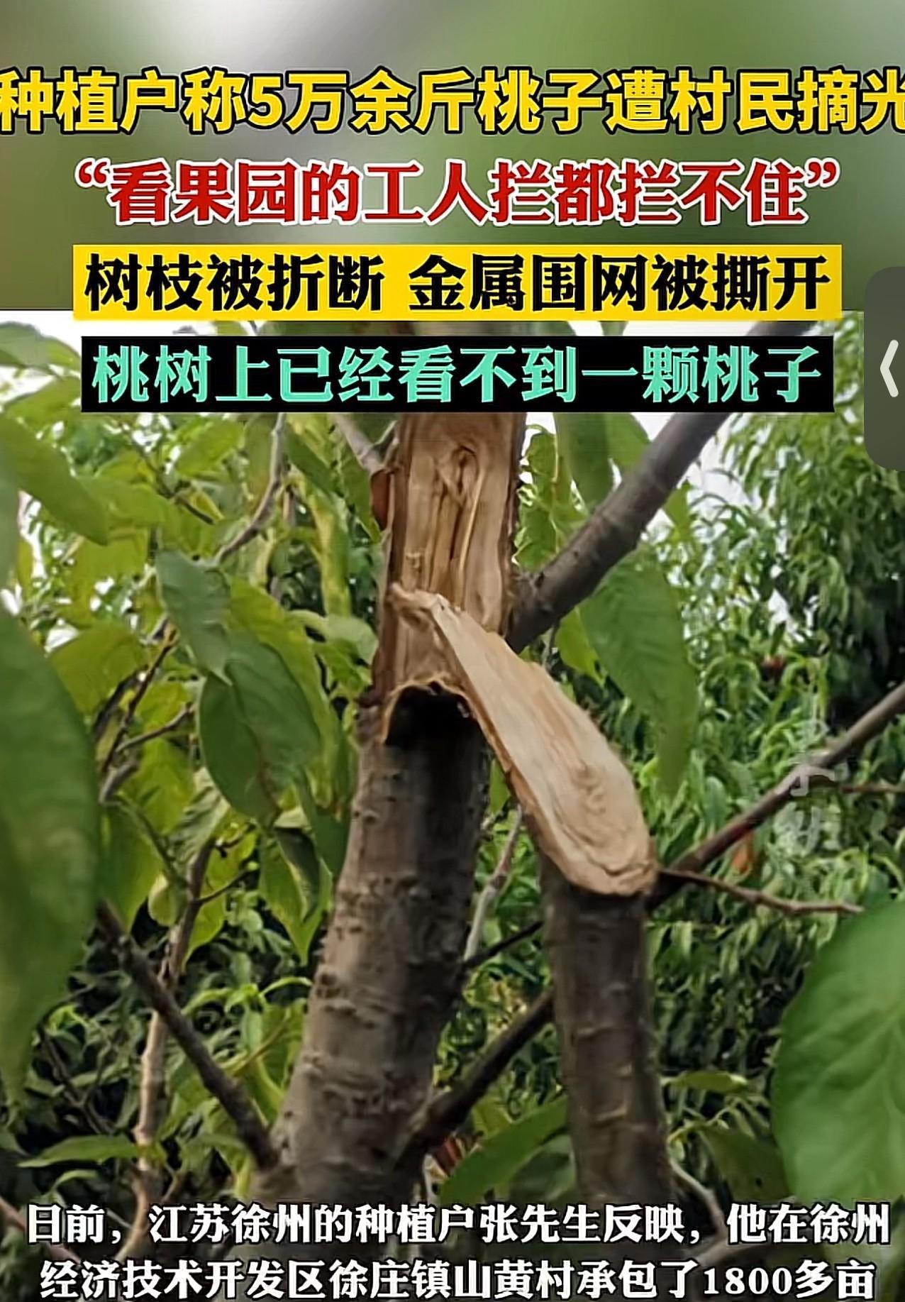 辛苦了一年的果农，就等着桃子成熟可以卖个好价钱，却没想到被附近的村民几天之内将5