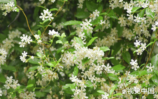 丈母娘恭喜我要当爸爸了，可是我最近都没和老婆同房