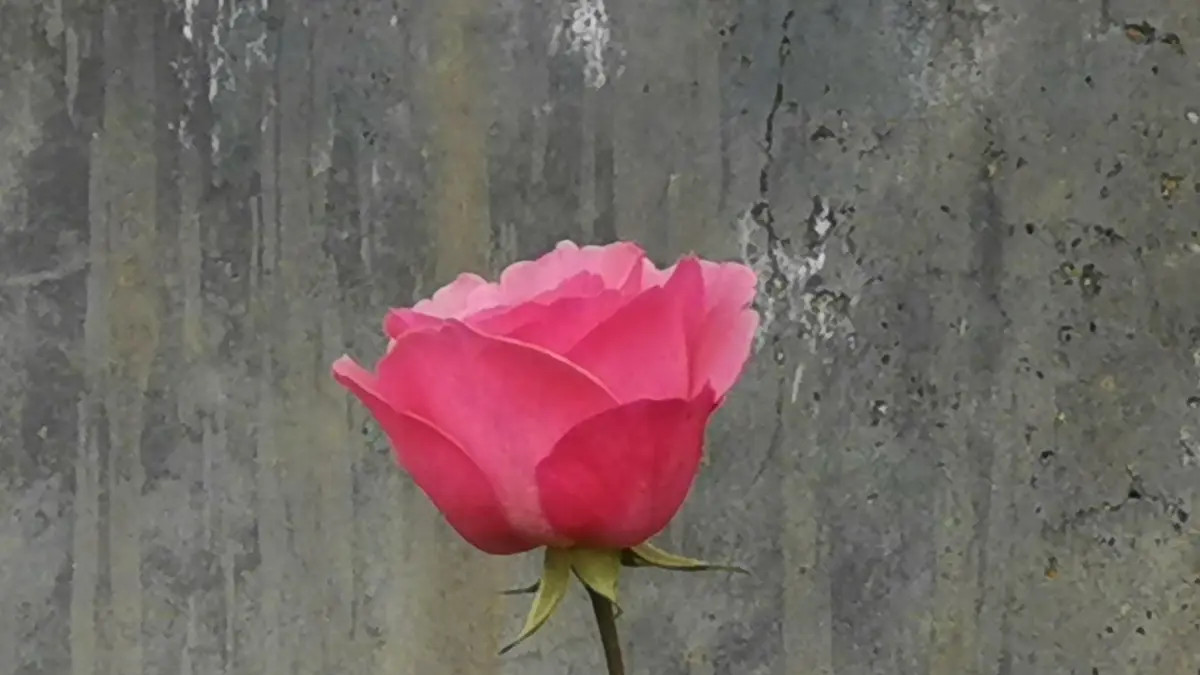 人生要学会七补，努力本身比结果更重要