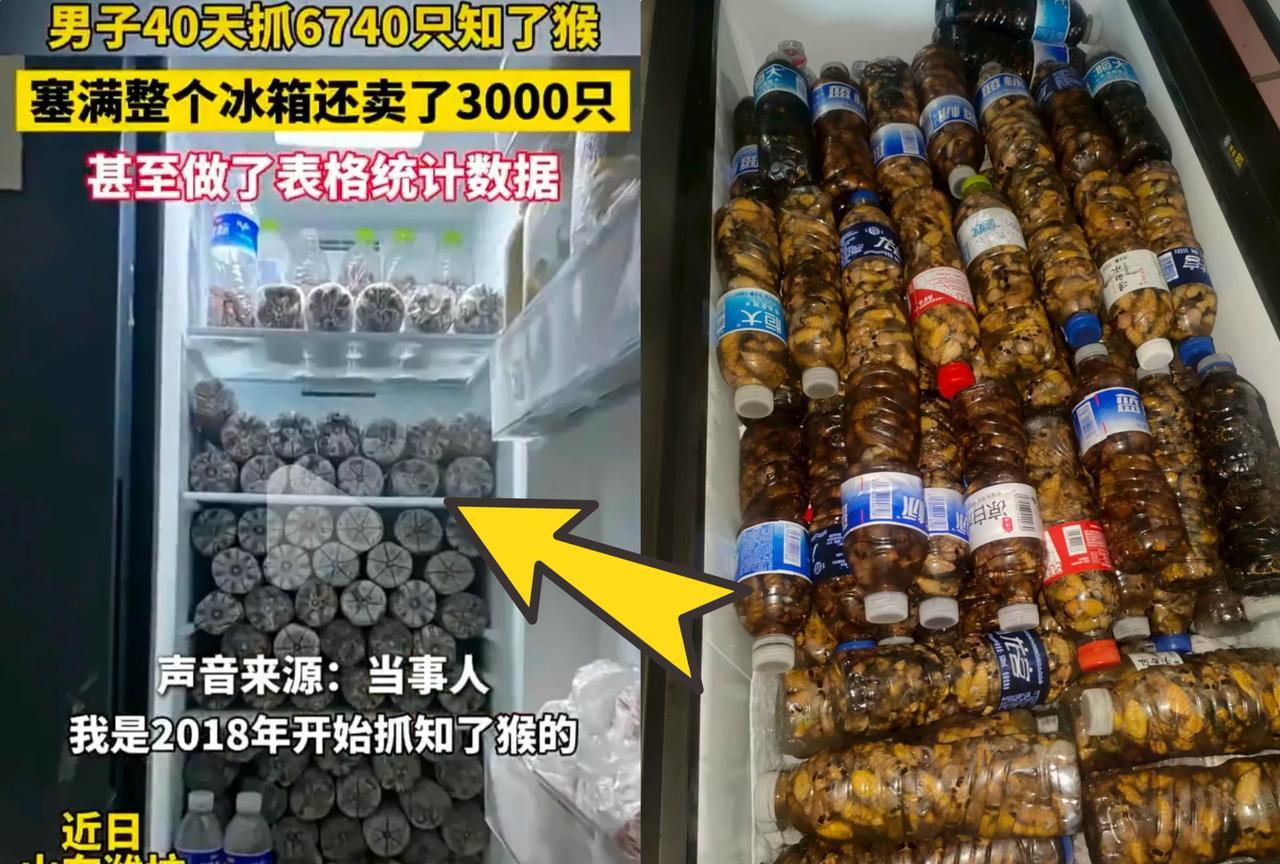 山东又出了个狠人！
刚才刷视频，发现了一个狠人，山东维坊的。40天共抓了6000