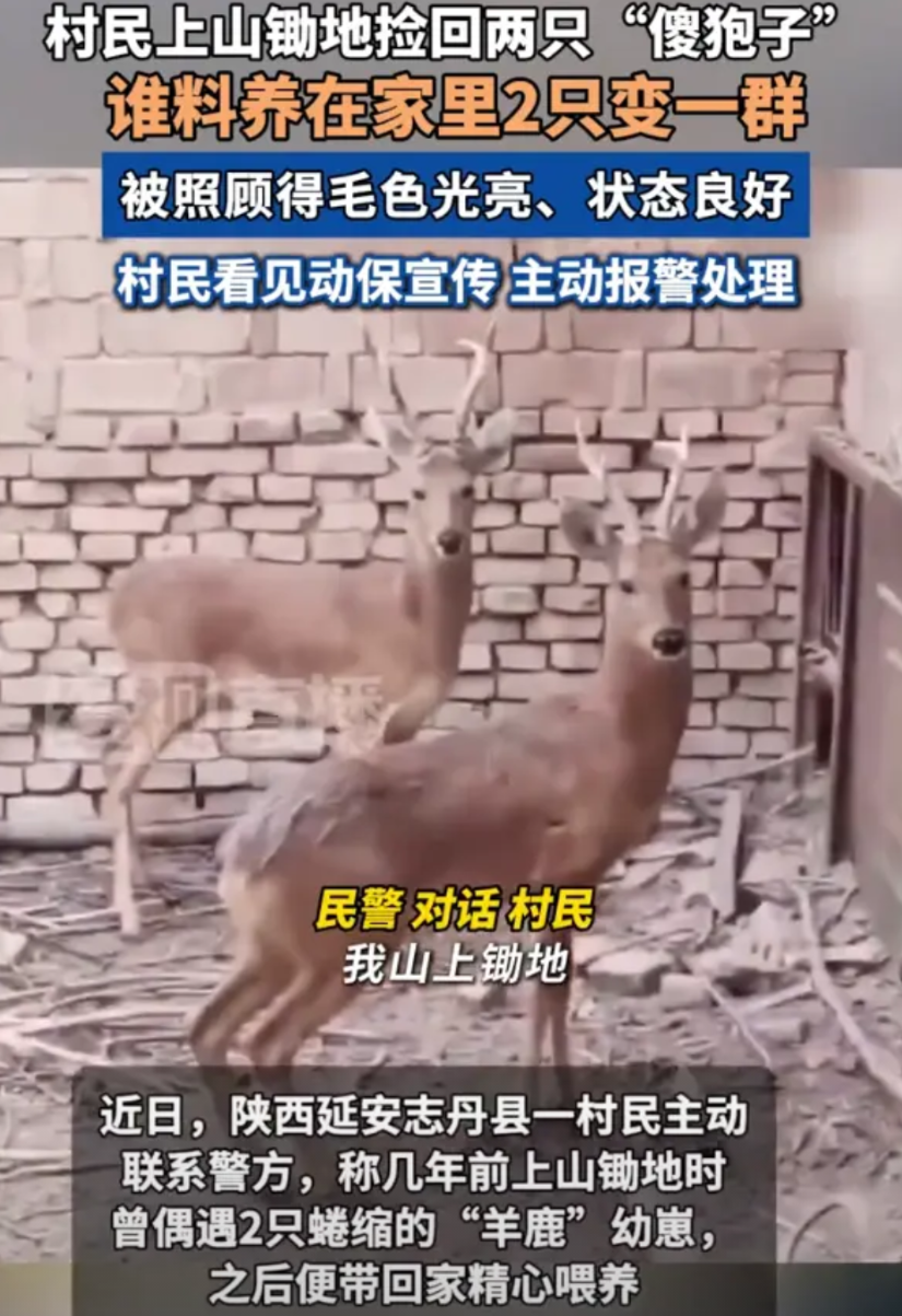 “这觉悟杠杠的！”陕西延安，女子上山锄地时，意外发现两只小鹿，带回家后慢慢养出了
