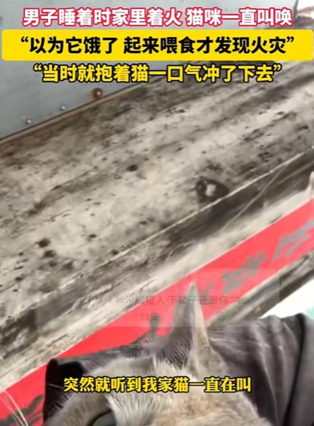 猫咪狂叫，男子发现着火，抱猫逃生。



2025年6月4日凌晨，广东省某小区内
