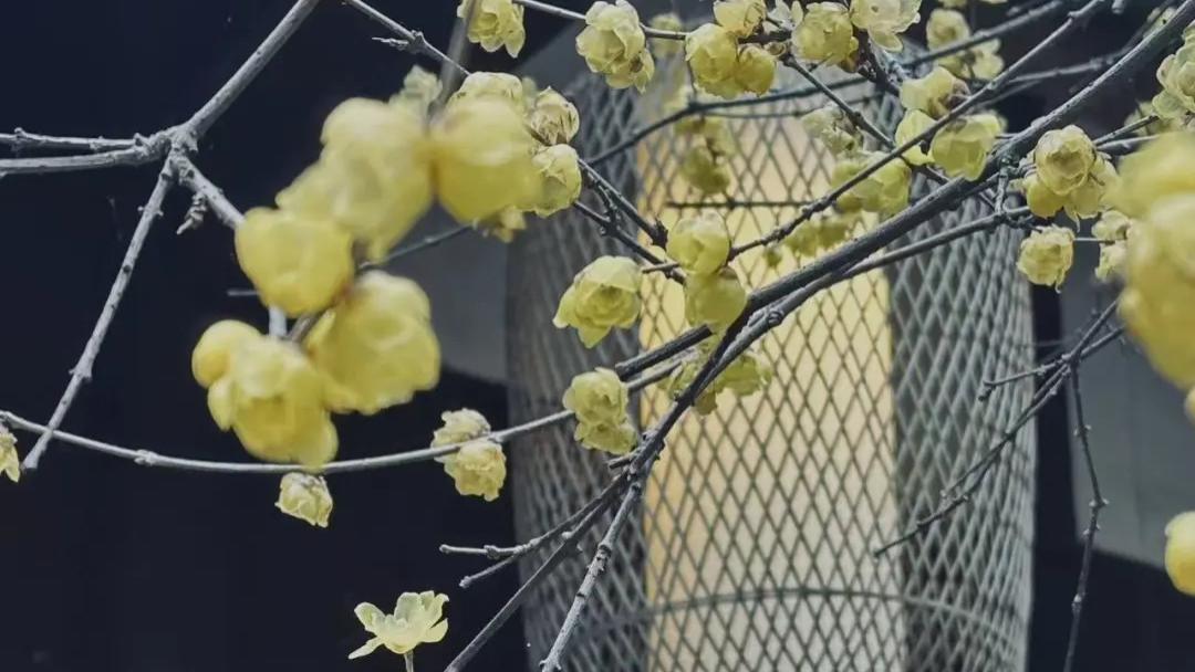 隆德园 | 大寒，梅柳待阳春