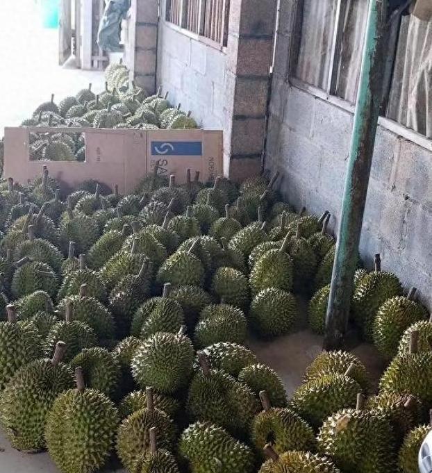 赚中国人钱毒害中国人！越南榴莲在中国曾一年狂赚30亿，但他们不好好种水果，却在果