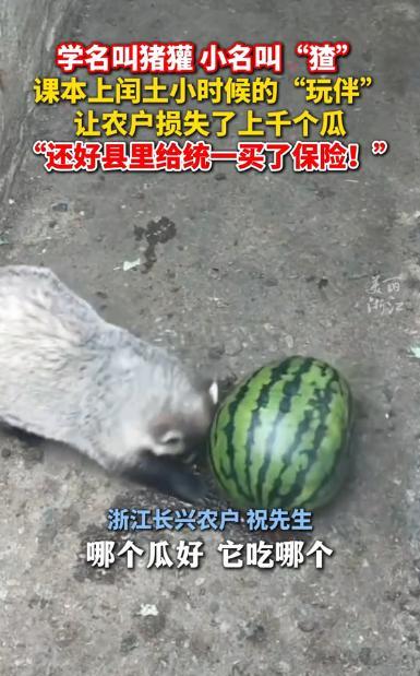 “书本照进现实！”浙江湖州，一农户发现自己的瓜田遭“贼”了，一到晚上，数十多只猹