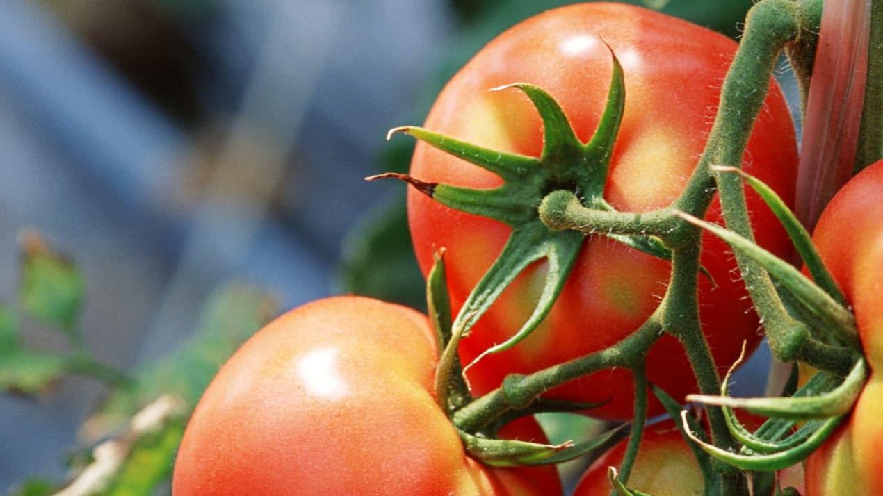 7天甘蔗生长速，温差要利用，广东珠海，甘蔗南国之甜