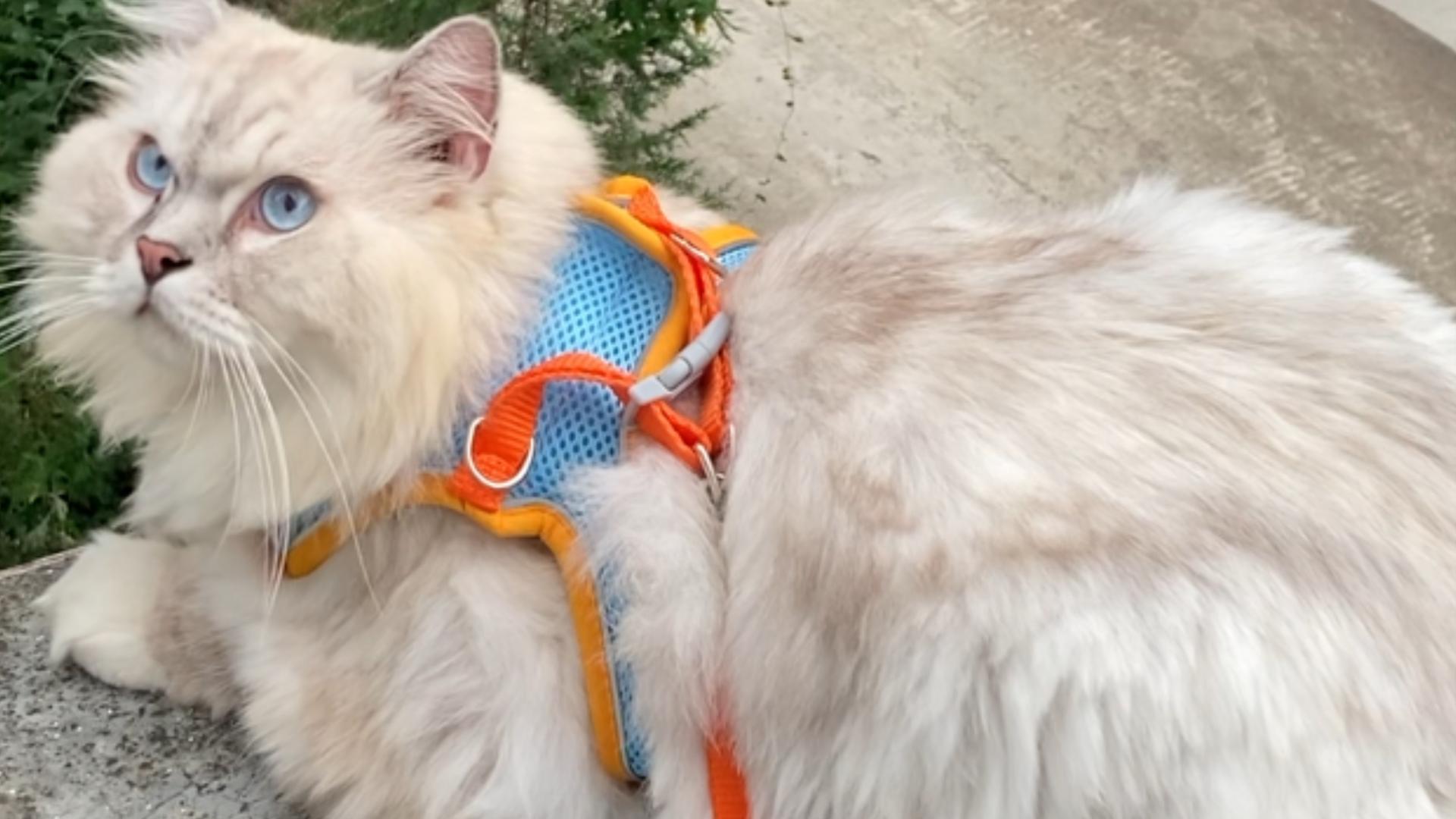 猫的眼睛里，有人类失去的光，陈丹青为什么这样讲？