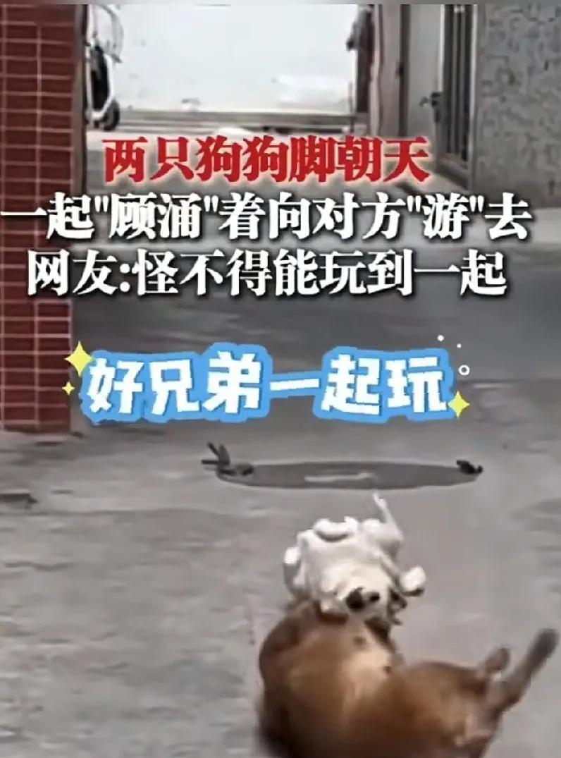 两只狗狗都肚肚朝天，化身为“蛹”，一起像鱼一样“涌动”着游走。
网友们看见了这一