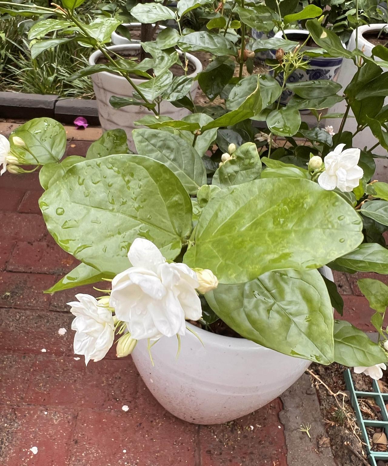 #晒图笔记大赛#这花真香，路过就飘来一缕淡淡的茉莉花香，好舒服的感觉！
我也下定