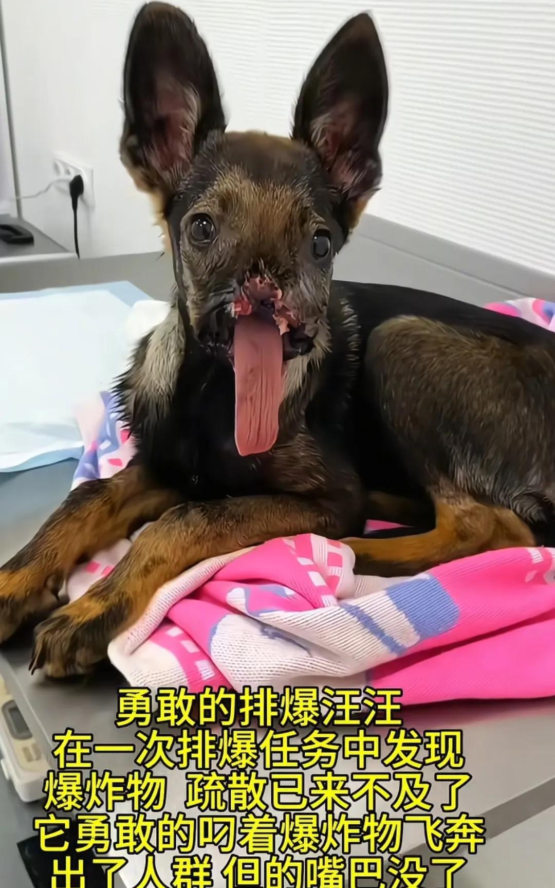 可怜的排爆警犬，希望他能得到好的照顾！虽然受伤了，但是忠诚和担当还在，希望人类的