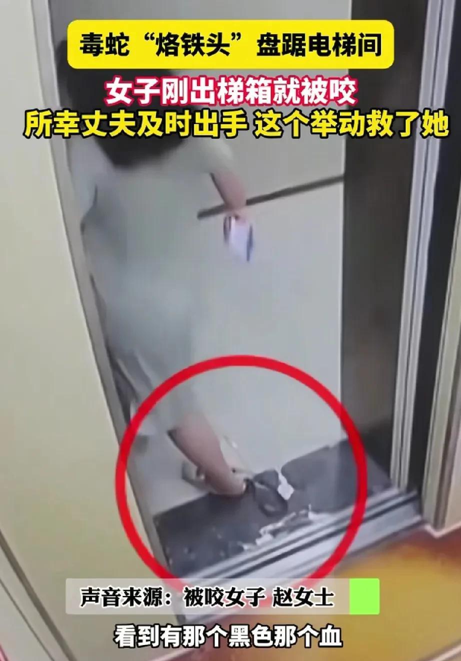 这让人怎么防？山城重庆，女子随丈夫下楼，两人一前一后跨出电梯箱，没想到一条毒蛇就