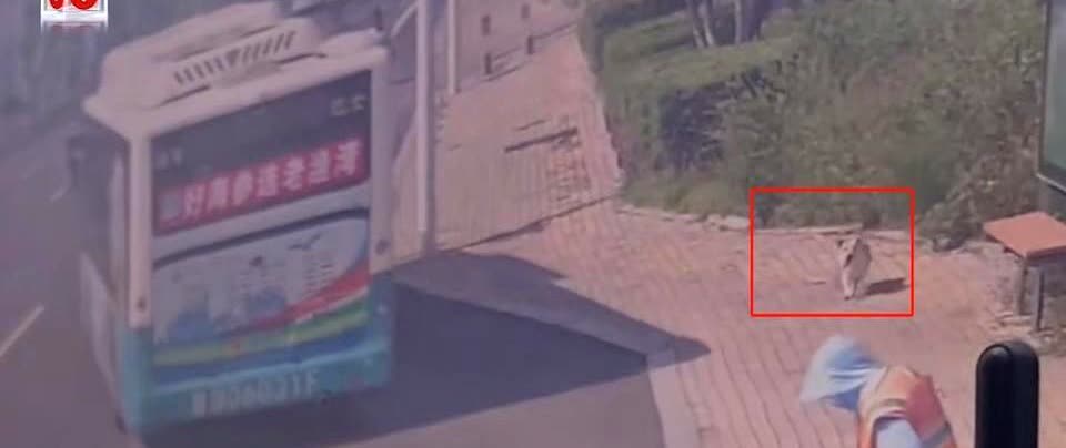 “万物皆有灵！”6月22日，山东，一女子出门遛狗时，不慎出现了车祸意外，救护车赶
