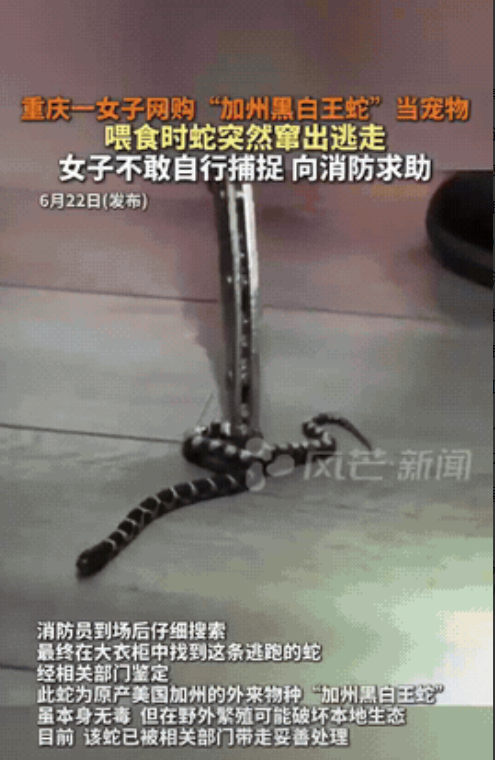 “这妹子是狠人！”重庆，一妹子觉得生活孤单，就想养个宠物，没想到，她没买猫，也没