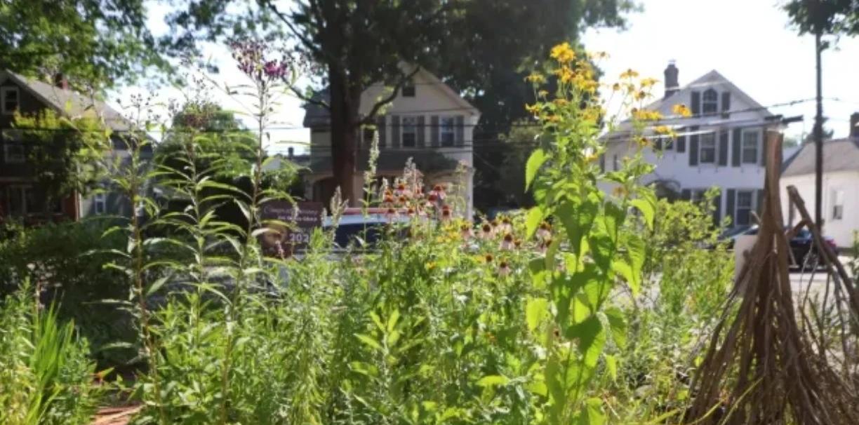 美国规定房屋前不种草坪就要罚款！一华人居民在屋子前面的地上种菜被美国相关部门罚款