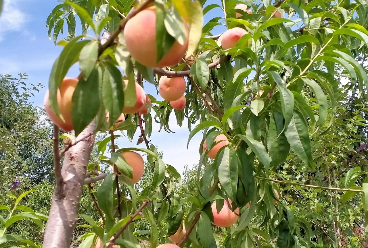  闰六月意味着农历年中多出一个六月，延长了夏季时长。
再过几天小学生就要放假了，