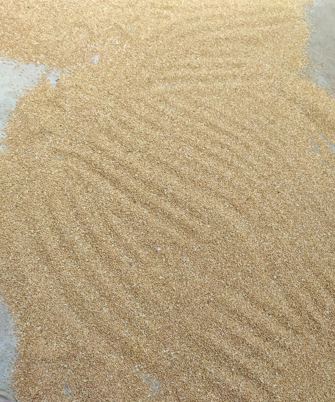 都说今年小麦迎来大丰收，可在我老家，丰收之路却走得磕磕绊绊。
播种那阵子，正是用