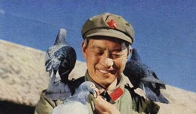 1967年我国放飞50羽军鸽穿越首颗氢弹爆炸的蘑菇云，但平安回来的只有45羽，正