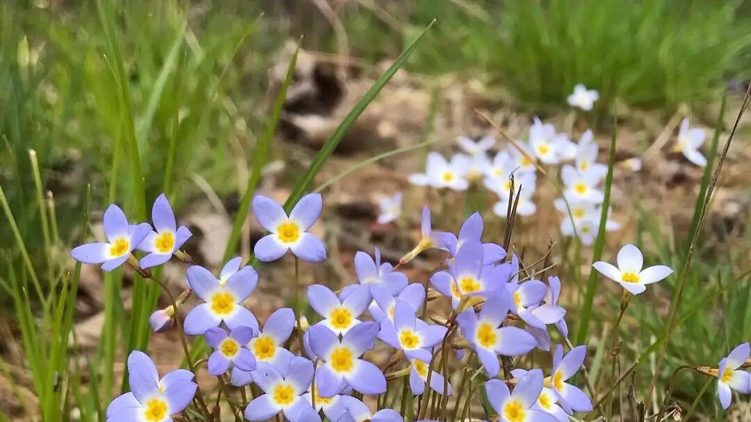 6种蓝得特别纯粹的开花植物，南北地区的花友各有适合的花