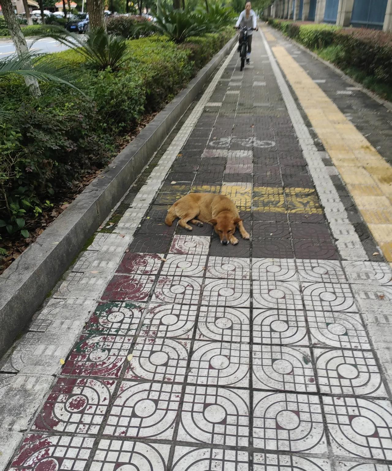 每天上班路上，去等公交车必经的路口，这条黄狗都会准时出现，不知道它是无家可归的流