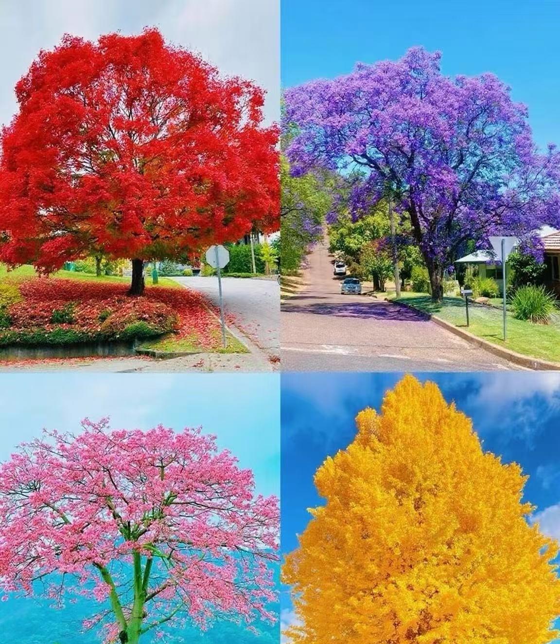 测一测，你家孩子在未来会让你有多骄傲？
四图中，你喜欢哪棵参天大树？
答案在评论