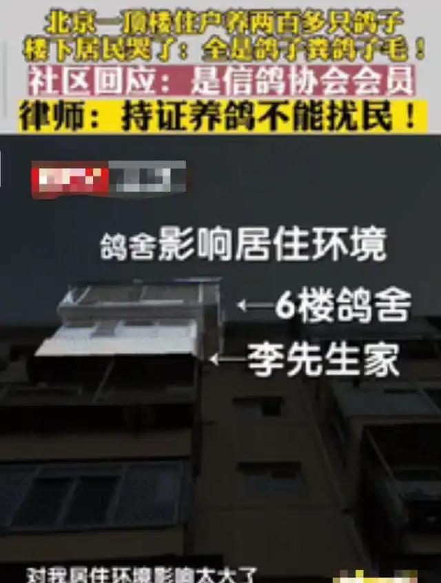 北京一男子花235万买房，结果入住后才发现楼上邻居养了200多只鸽子，男子不堪其
