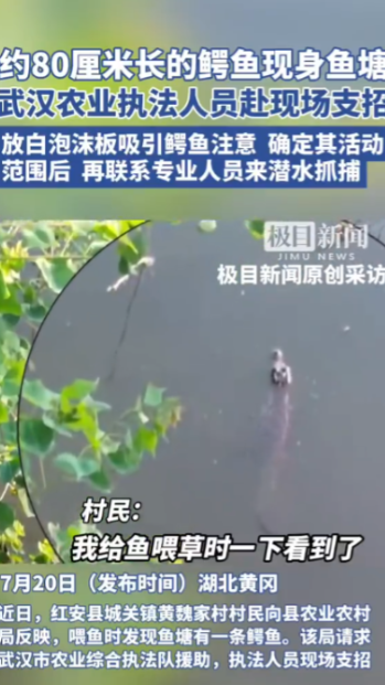 “太吓人了！”7月20日，湖北黄冈，村民割草喂鱼时，突然发现水面上飘着什么东西，