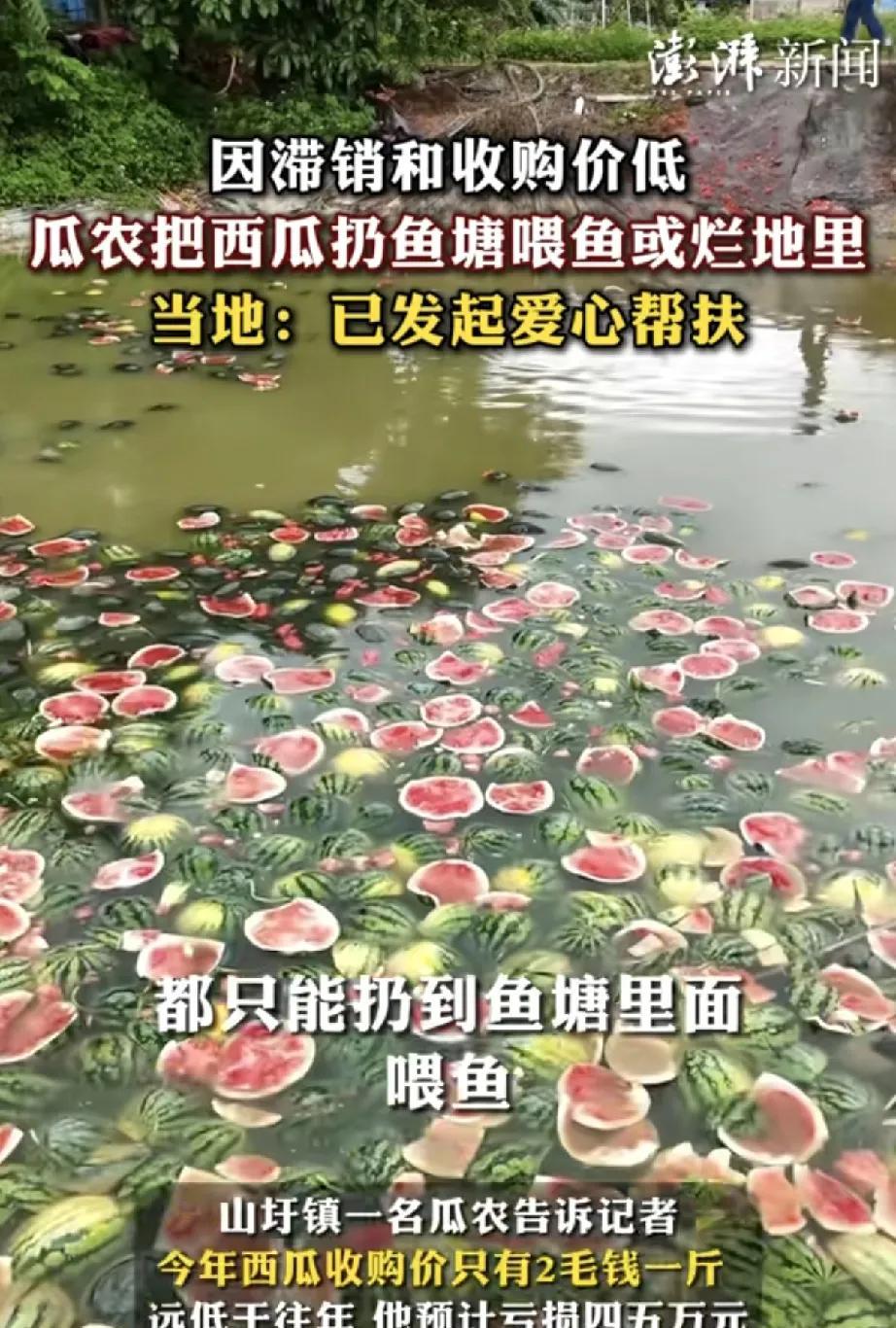 近日，广西扶绥县瓜农因西瓜滞销和收购价低陷入困境，引发社会关注。
5月29日，山