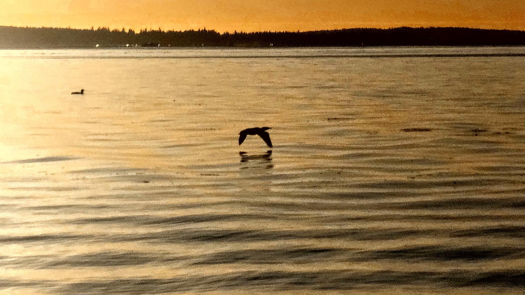 她是寂静，是沉淀，是诗，是冬天——吕锵原创诗歌二首