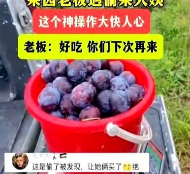 “白嫖失败反被嫖！”山东济宁，男子去果园，发现有2个大妈拿着水桶，在偷摘他家李子