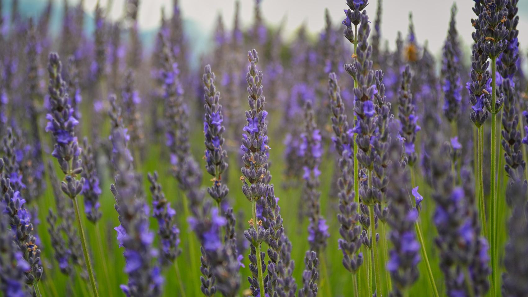 汪缘堂谈破财格