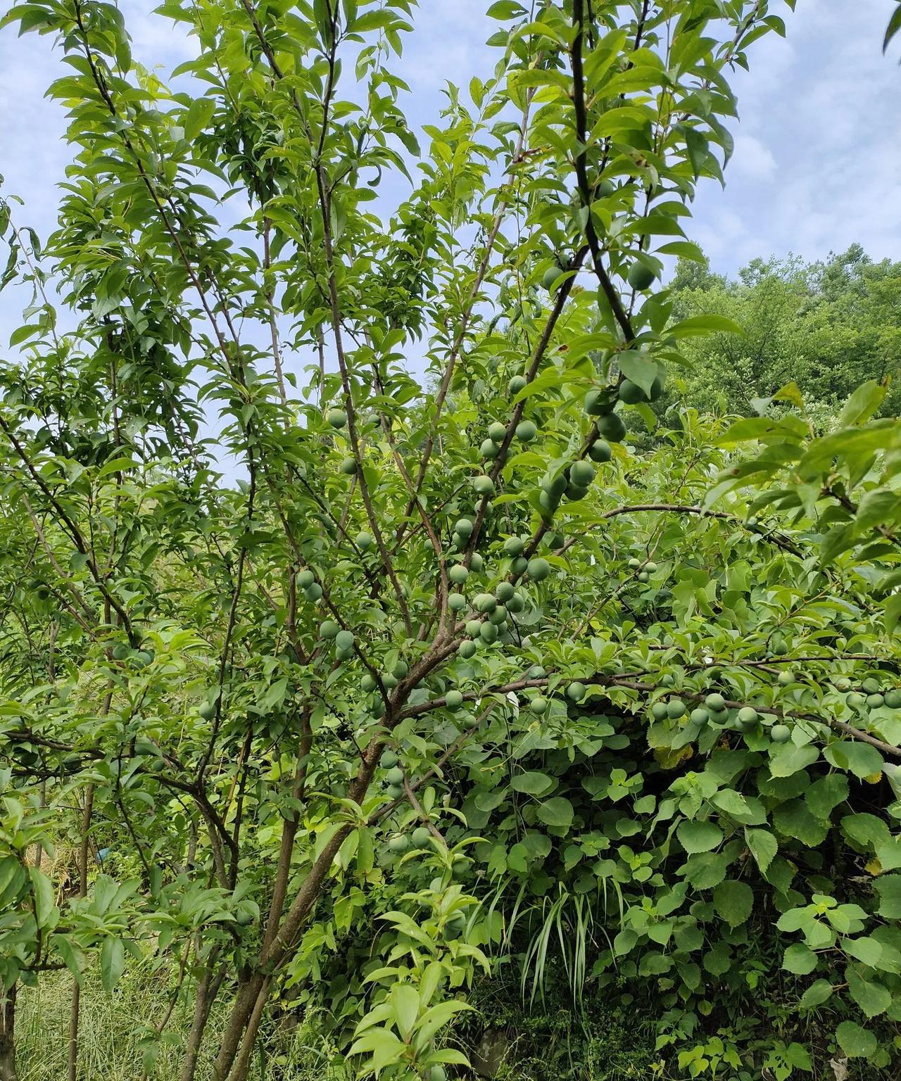 在单位，下属凭啥对你死心塌地，拴住下属的金三角:
1，真金白银给到位
2，真才实