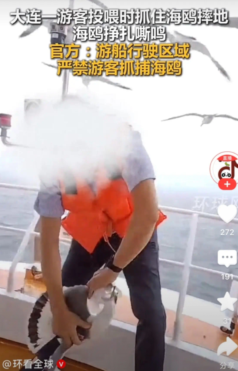 大连游客手有多欠？举着吃的骗海鸥过来，一把薅住翅膀就往甲板上摔。海鸥疼得嗷嗷叫，