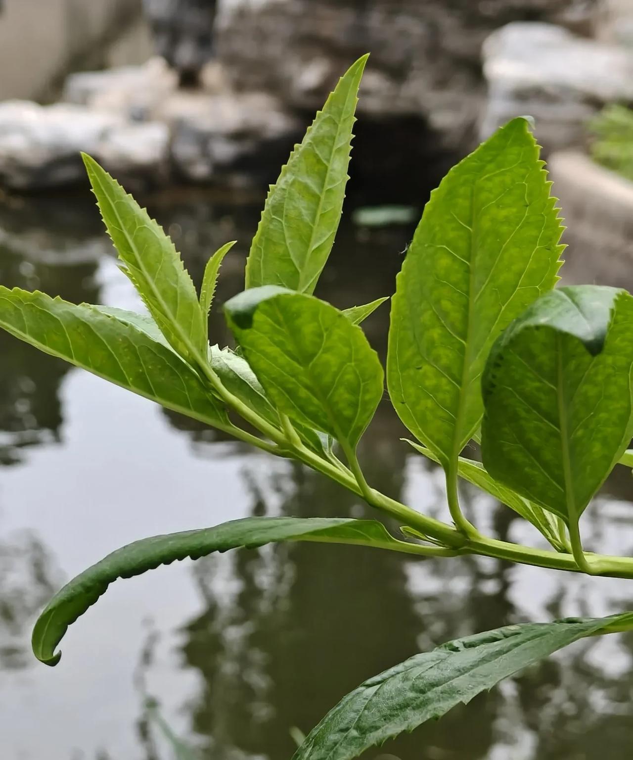 中年有爱
一定放在心里
别宣扬别表白
那是对别人的一种负累
爱可以
悄悄的不露声