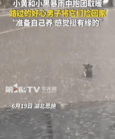 湖北恩施，男子开车回家时，突降暴雨！刚开了1分钟，就发现路中间有2个黑点，他以为