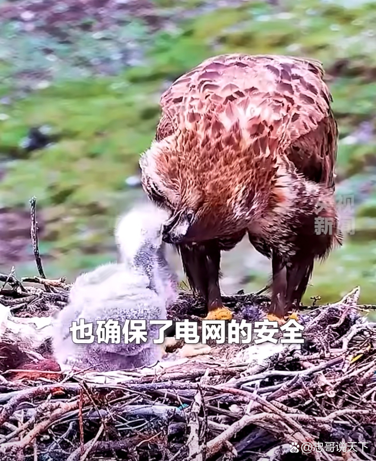 青海为保护鸟儿栖息，在输电塔上搭起5000多个“生命鸟巢”，辽宁可否借鉴？
