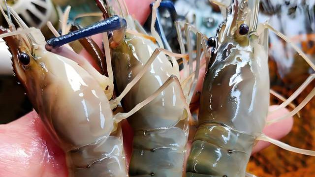 罗氏虾：中国有着最大的养殖场，可偏偏却不受欢迎