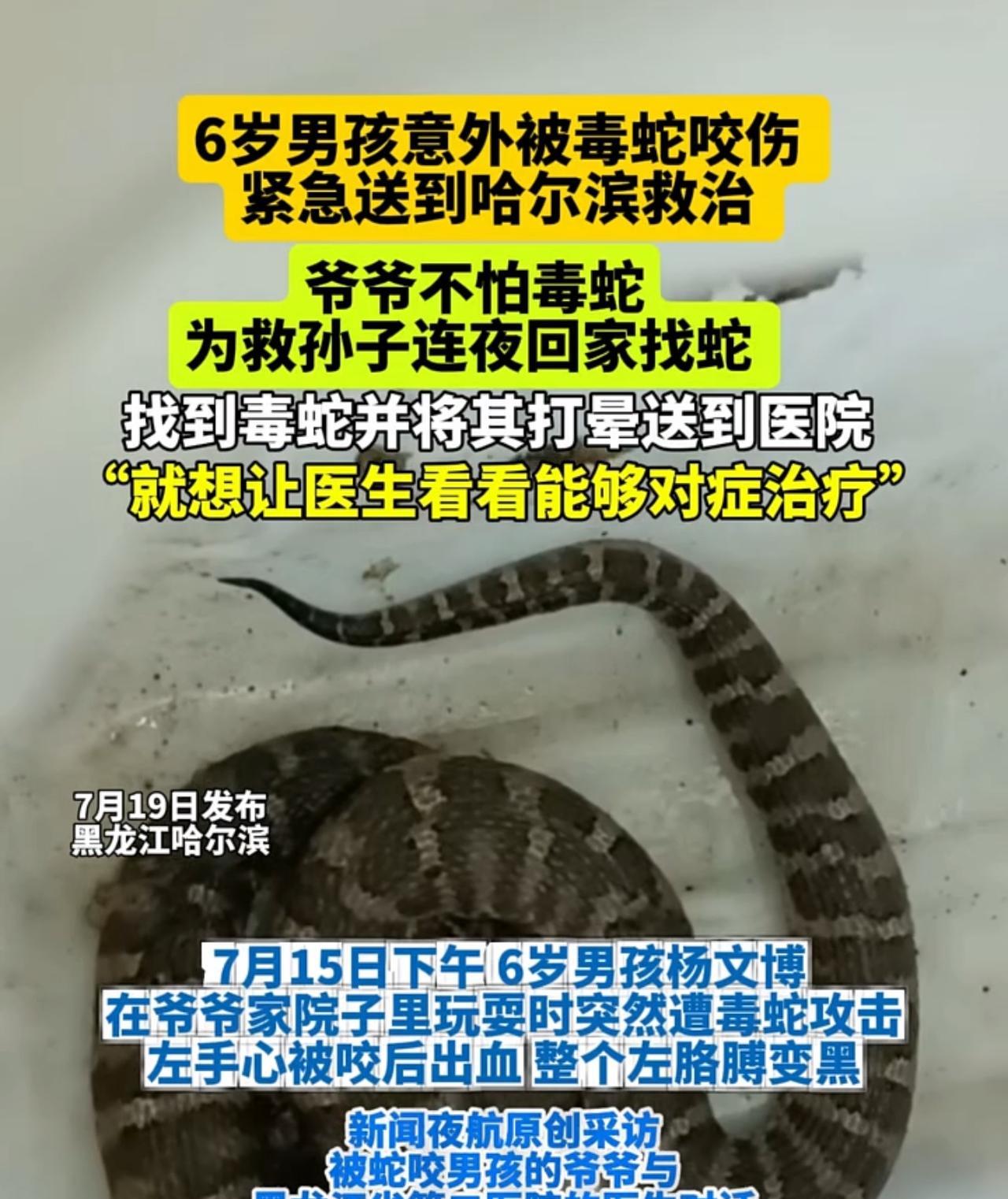 爷爷深夜冲回深山把毒蛇活捉了！就为救6岁孙子一命！ 黑龙江牡丹江男童被毒蛇咬伤那