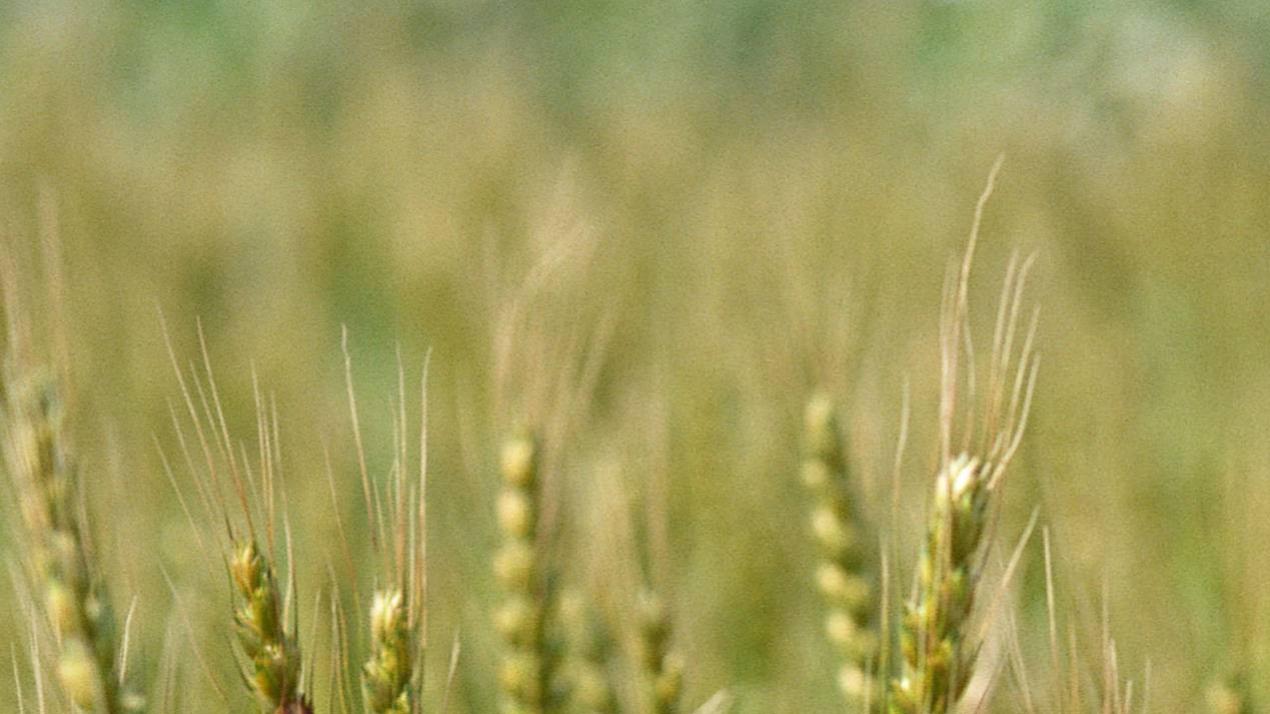 五年轮作优化策略，越级碾压，平原连作地块，大葱轮作增产方案 (4)